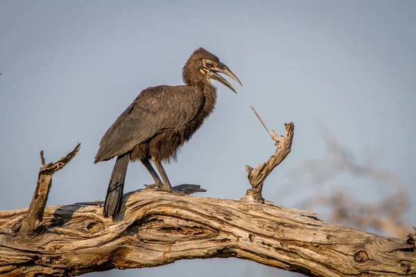 Hornbill chão sul juvenil em uma árvore . — Fotografia de Stock