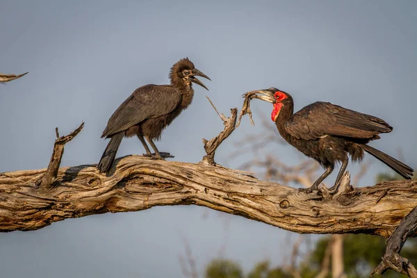 Hornbill solo sul alimentação sapo para juvenil . — Fotografia de Stock