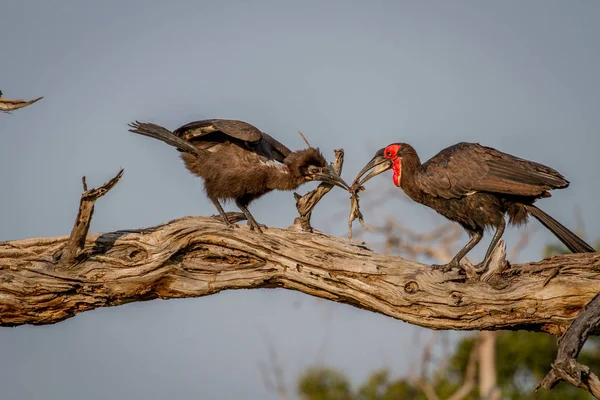 Hornbill solo sul alimentação sapo para juvenil . — Fotografia de Stock