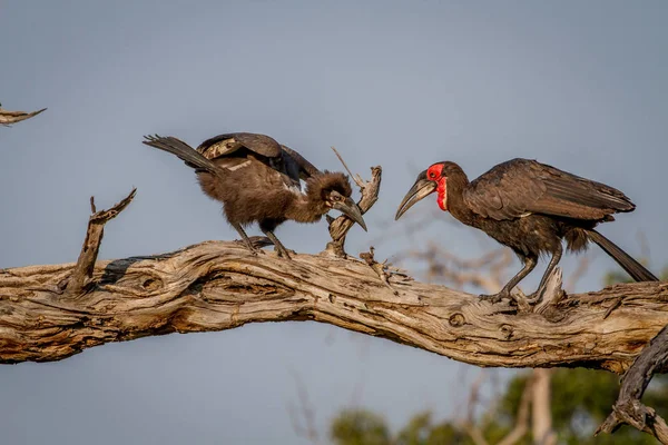 Hornbill solo sul alimentação sapo para juvenil . — Fotografia de Stock