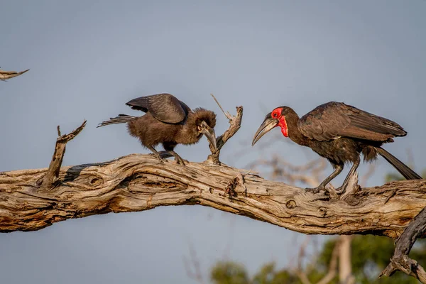 Hornbill solo sul alimentação sapo para juvenil . — Fotografia de Stock