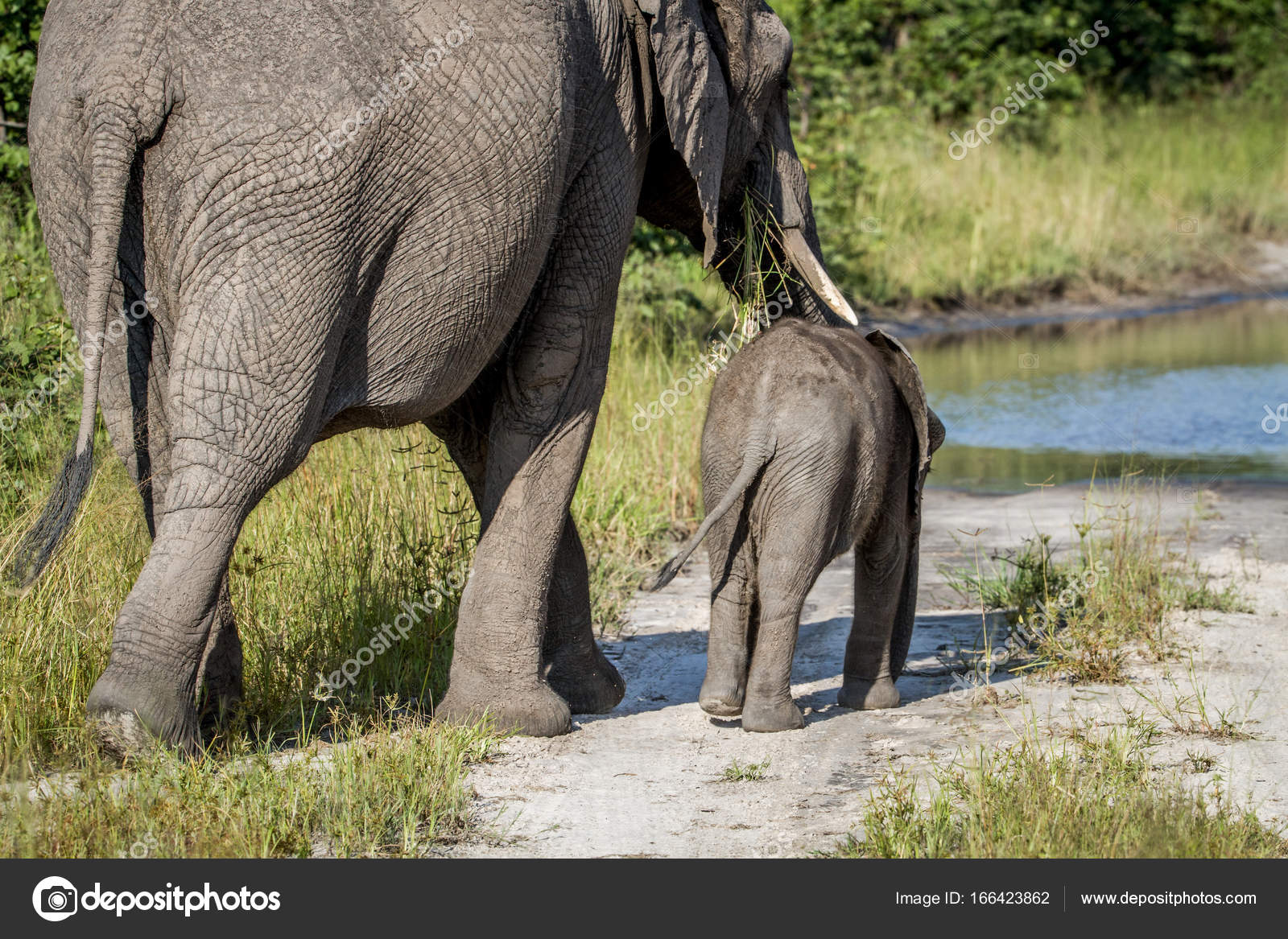 Baby Elephant Walking Away Mother And Baby Elephant Walking Away Stock Photo C Simoneemanphotography