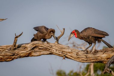 Güney kara Kartallar kurbağa çocuk için besleme.