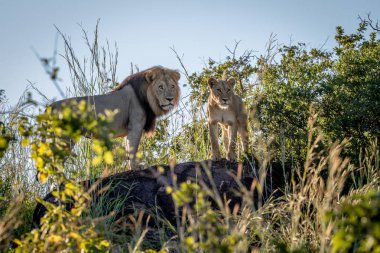 Bir kaya üzerinde duran çift çiftleşme aslan.