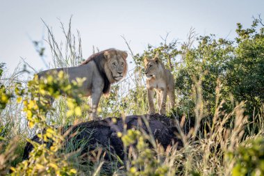 Bir kaya üzerinde duran çift çiftleşme aslan.