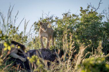 Dişi aslan duran Chobe bir kaya üzerinde.