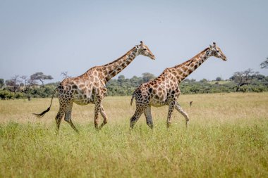 Otların arasında yürüyen iki zürafa.