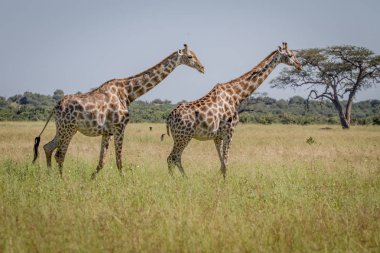Otların arasında yürüyen iki zürafa.
