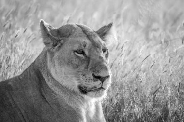 Dişi aslan Chobe içinde yakın çekim.