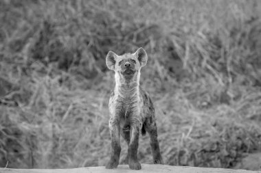 Kameraya yıldızı genç benekli sırtlan.