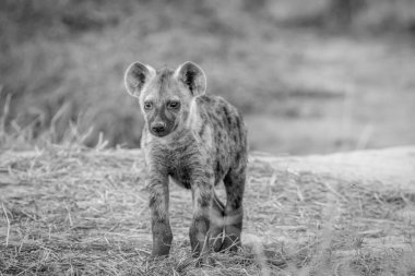 Kameraya yıldızı genç benekli sırtlan.