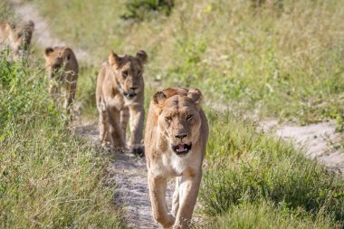 Kameranın doğru yürüyüş aslanlar.