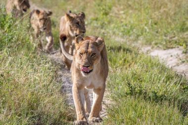 Kameranın doğru yürüyüş aslanlar.