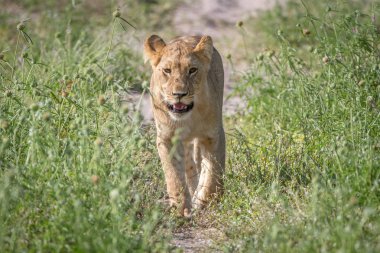 Kameranın doğru yürüyüş aslan.