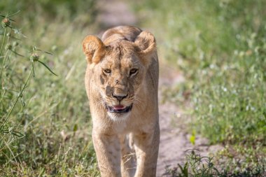 Kameranın doğru yürüyüş aslan.