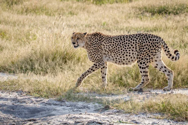 Cheetah Chobe çimenlerde yürüyüş.