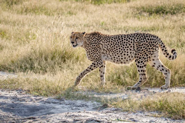 Cheetah Chobe çimenlerde yürüyüş. — Stok fotoğraf