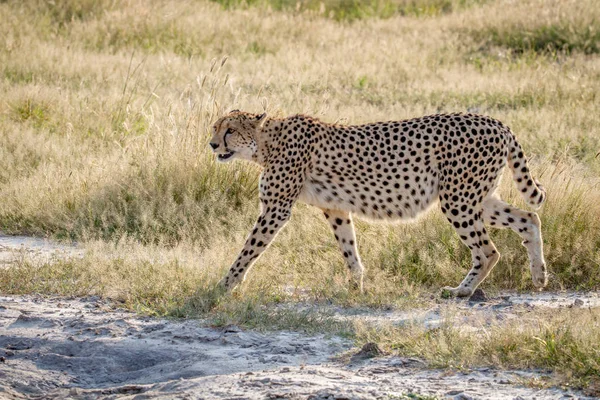 Séta a füvön, a Chobe gepárd. — Stock Fotó