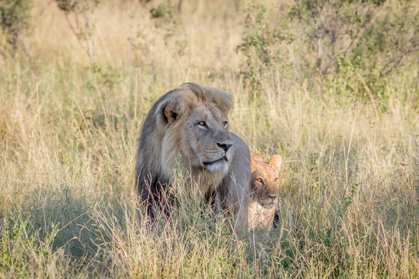 Nagy hím oroszlán, a magas fűben járás. — Stock Fotó