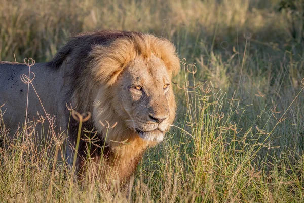 Grote mannetjes leeuw, wandelen in het hoge gras. — Stockfoto