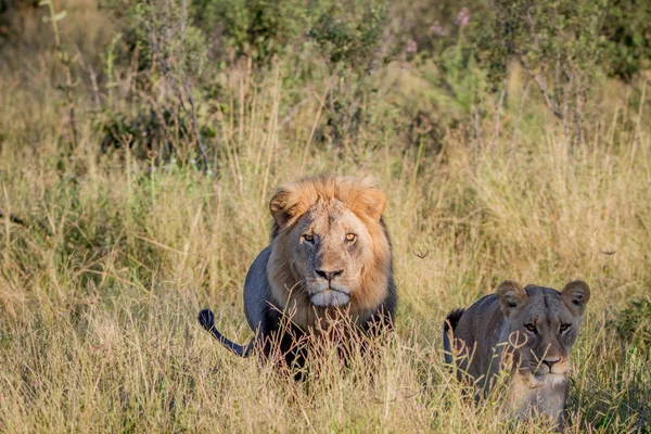 Couple d'accouplement de Lions debout dans l'herbe . — Photo