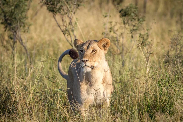 Lion staande in het gras in Chobe. — Stockfoto