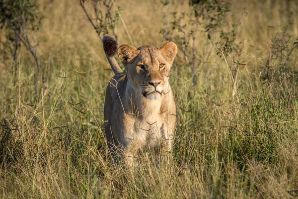 Lion staande in het gras in Chobe. — Stockfoto