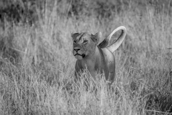 Löwe steht im Gras in Chobe. — Stockfoto