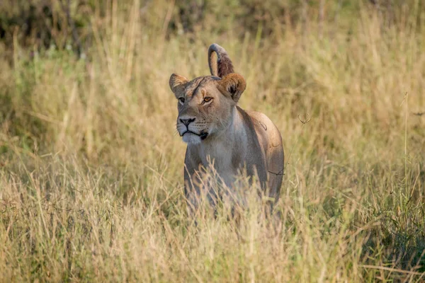 Lion staande in het gras in Chobe. — Stockfoto