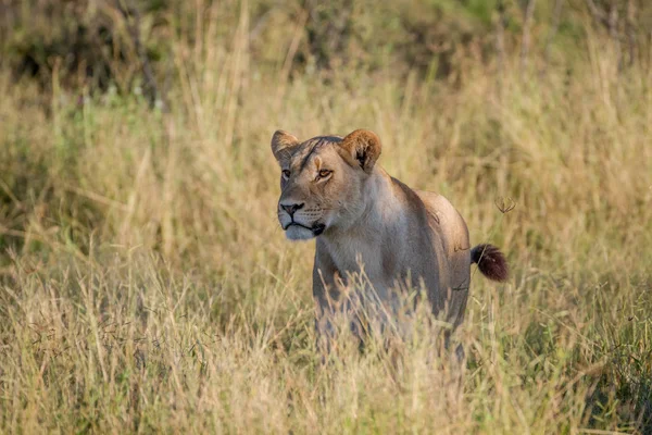 Leão de pé na grama em Chobe . — Fotografia de Stock