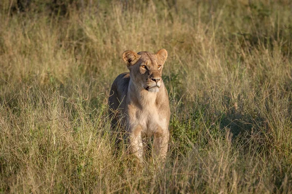 Лев стоячи в траві Чобе. — стокове фото