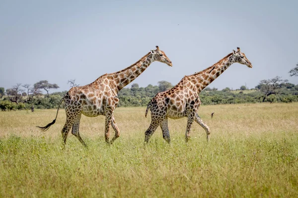 在草丛中行走的两只长颈鹿. — 图库照片