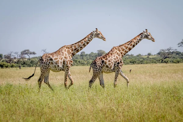 Two Giraffes walking in the grass. — Stock Photo, Image