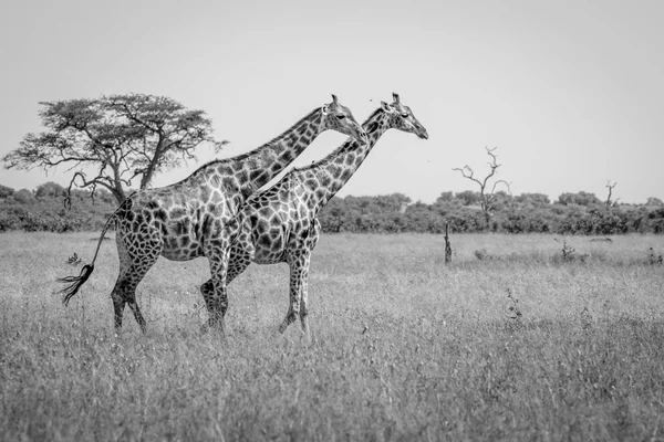 Deux girafes marchant dans l'herbe . — Photo