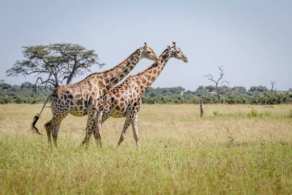 Dos jirafas caminando en la hierba . — Foto de Stock