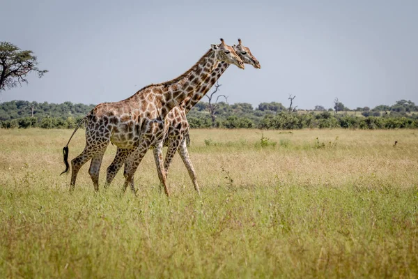 Zwei Giraffen, die im Gras laufen. — Stockfoto