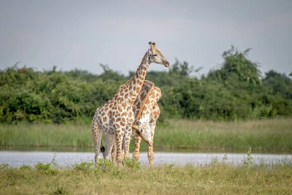 Dos jirafas besándose en Chobe . — Foto de Stock