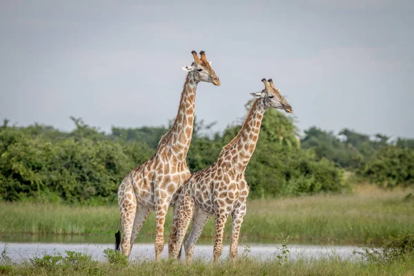 Duas girafas de pé na grama . — Fotografia de Stock