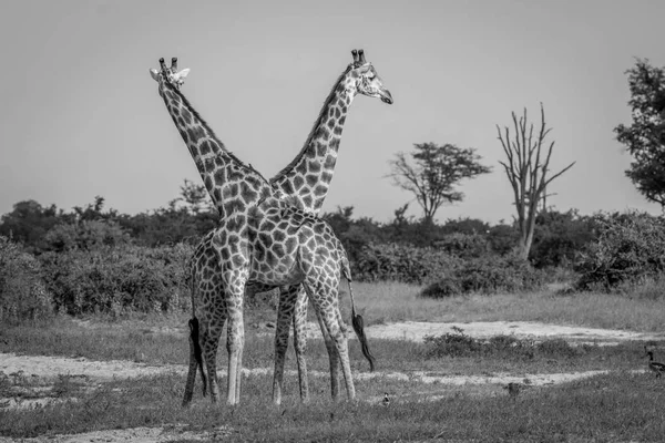 キリンが 2 頭、草の中に立っています。. — ストック写真