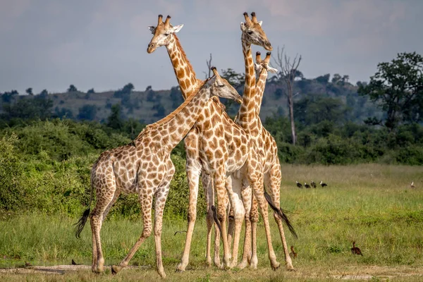 Grupo de Girafas em pé na grama . — Fotografia de Stock