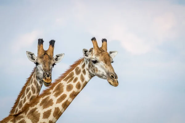 Fechar de dois Girafas em Chobe . — Fotografia de Stock