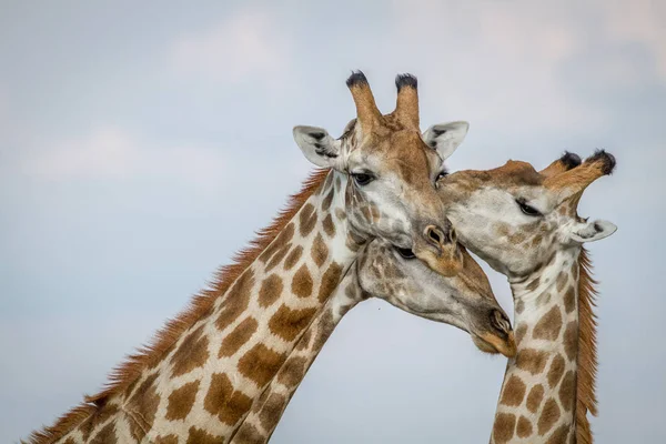 Primer plano de tres jirafas en Chobe . — Foto de Stock