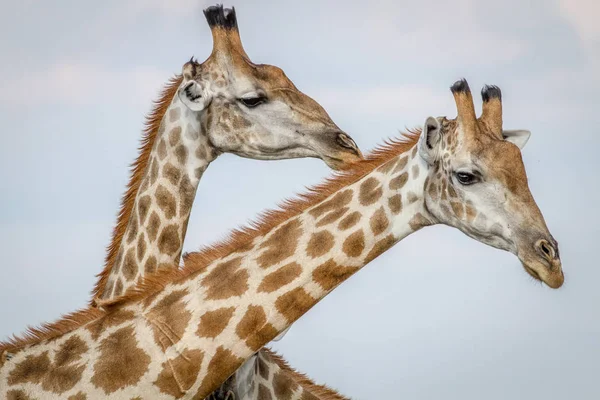 Gros plan sur trois girafes à Chobe . — Photo