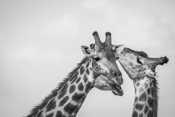 Gros plan sur trois girafes à Chobe . — Photo