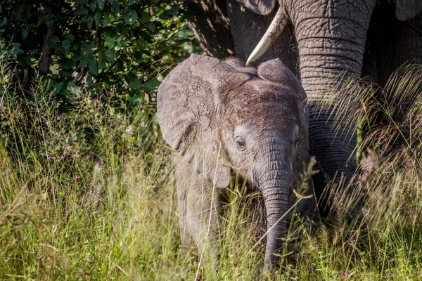 Elefante bebê entre a grama alta . — Fotografia de Stock