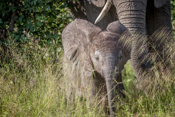 Babyolifant tussen het hoge gras. — Stockfoto