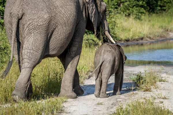 Madre y bebé Elefante alejándose . — Foto de Stock