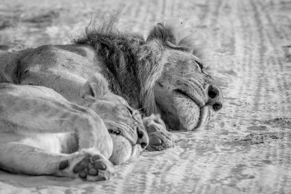 Gros plan des Lions couchés dans le sable . — Photo