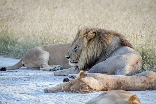 Trots van leeuwen in het zand te leggen. — Stockfoto