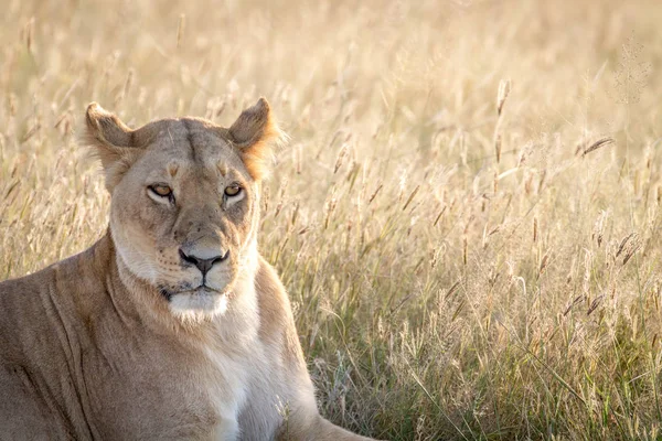 Close up van een vrouwelijke Leeuw in Chobe. — Stockfoto